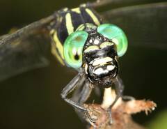 Gomphidae
