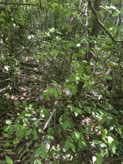 Casearia aculeata
