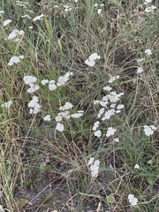 Achillea millefolium