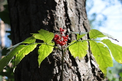 Sambucus racemosa