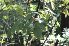 Sambucus racemosa