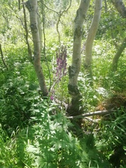 Aconitum septentrionale