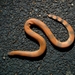 Red Sand Boa - Photo (c) sandeep Kannan, some rights reserved (CC BY-NC), uploaded by sandeep Kannan