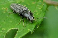Cardiophorinae