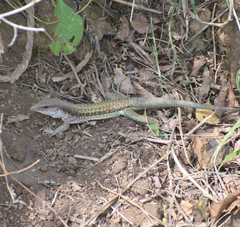 Aspidoscelis communis