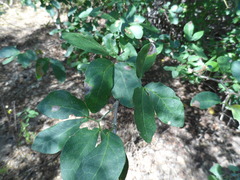 Pithecellobium unguis-cati