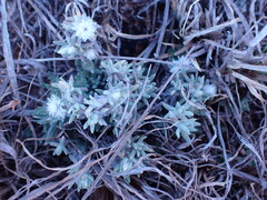 Helichrysum cerastioides