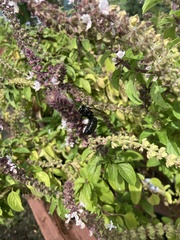 Xylocopa virginica