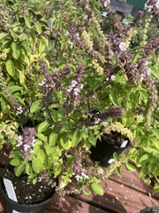 Xylocopa virginica