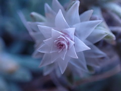 Helichrysum cerastioides