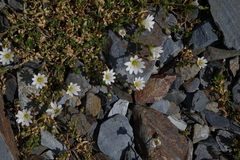 Dichodon cerastoides