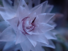 Helichrysum cerastioides