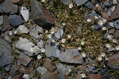Dichodon cerastoides