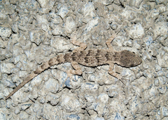 Mediodactylus russowii