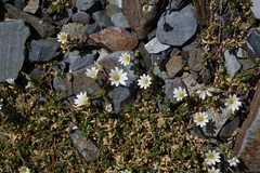 Dichodon cerastoides
