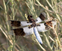Plathemis subornata
