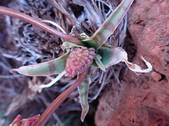 Ledebouria ovatifolia