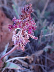 Ledebouria ovatifolia