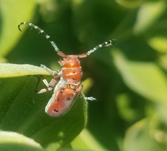 Tetraopes femoratus