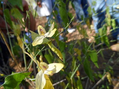 Carlowrightia