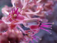 Ledebouria ovatifolia