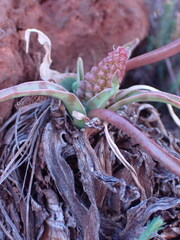 Ledebouria ovatifolia