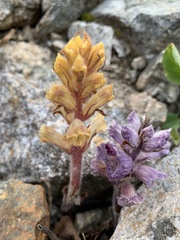 Orobanche owerinii