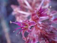 Ledebouria ovatifolia