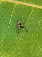 Hentzia vittata