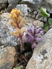 Orobanche owerinii