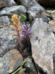 Orobanche owerinii