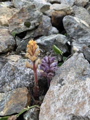Orobanche owerinii