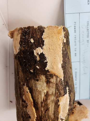 Junghuhnia nitida image