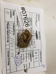 Thelephora regularis