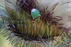 Thyanta pallidovirens