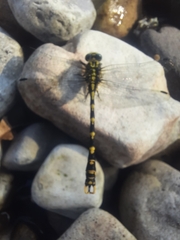 Onychogomphus uncatus