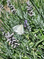 Pieris rapae