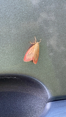 Miltochrista miniata