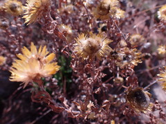 Helichrysum setosum