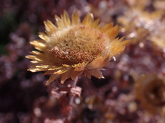 Helichrysum setosum