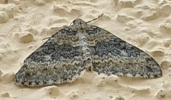 Entephria cyanata