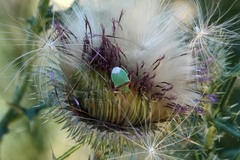 Thyanta pallidovirens