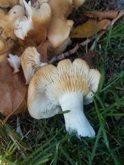 Pleurotus ostreatus