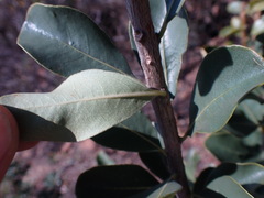 Ximenia caffra