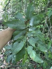 Hyperbaena laurifolia