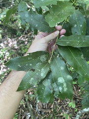 Hyperbaena laurifolia