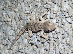 Mediodactylus russowii