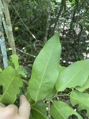 Hyperbaena laurifolia