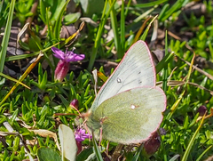 Colias nastes