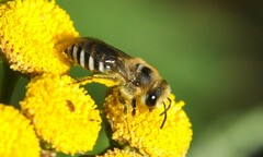 Colletes
